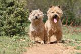 CAIRN TERRIER 192